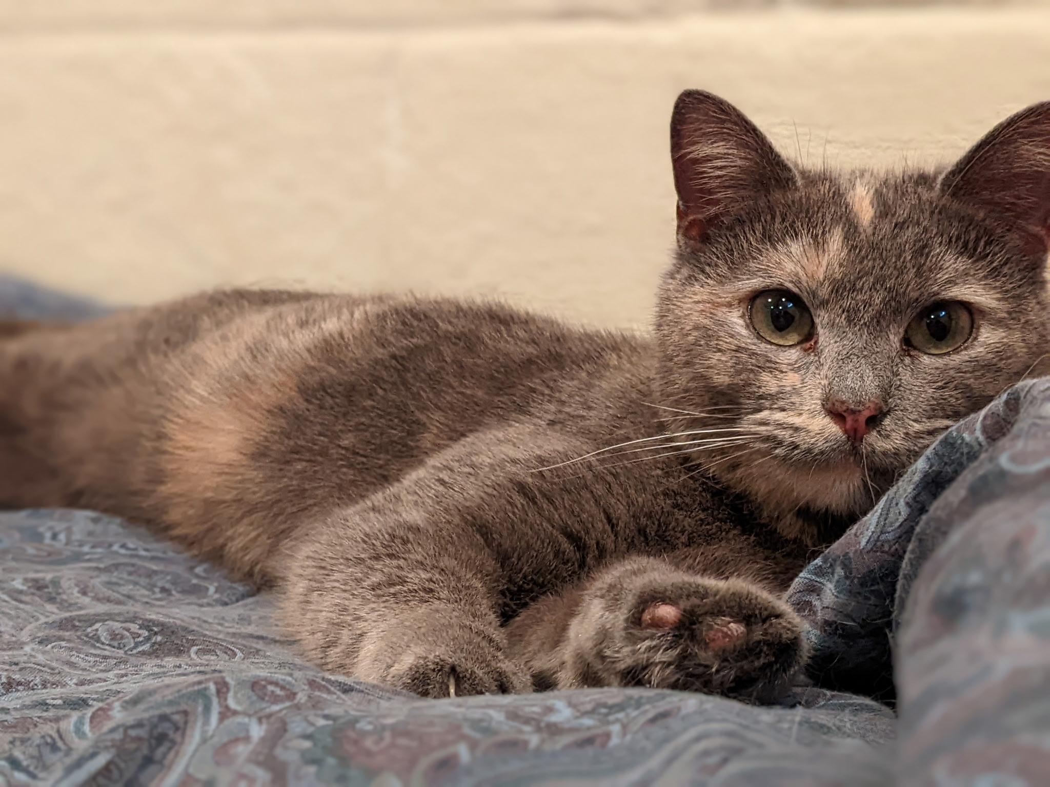 Enlarge Smokey, an adopted Domestic Short Hair in Greenwood, IN image 5/6