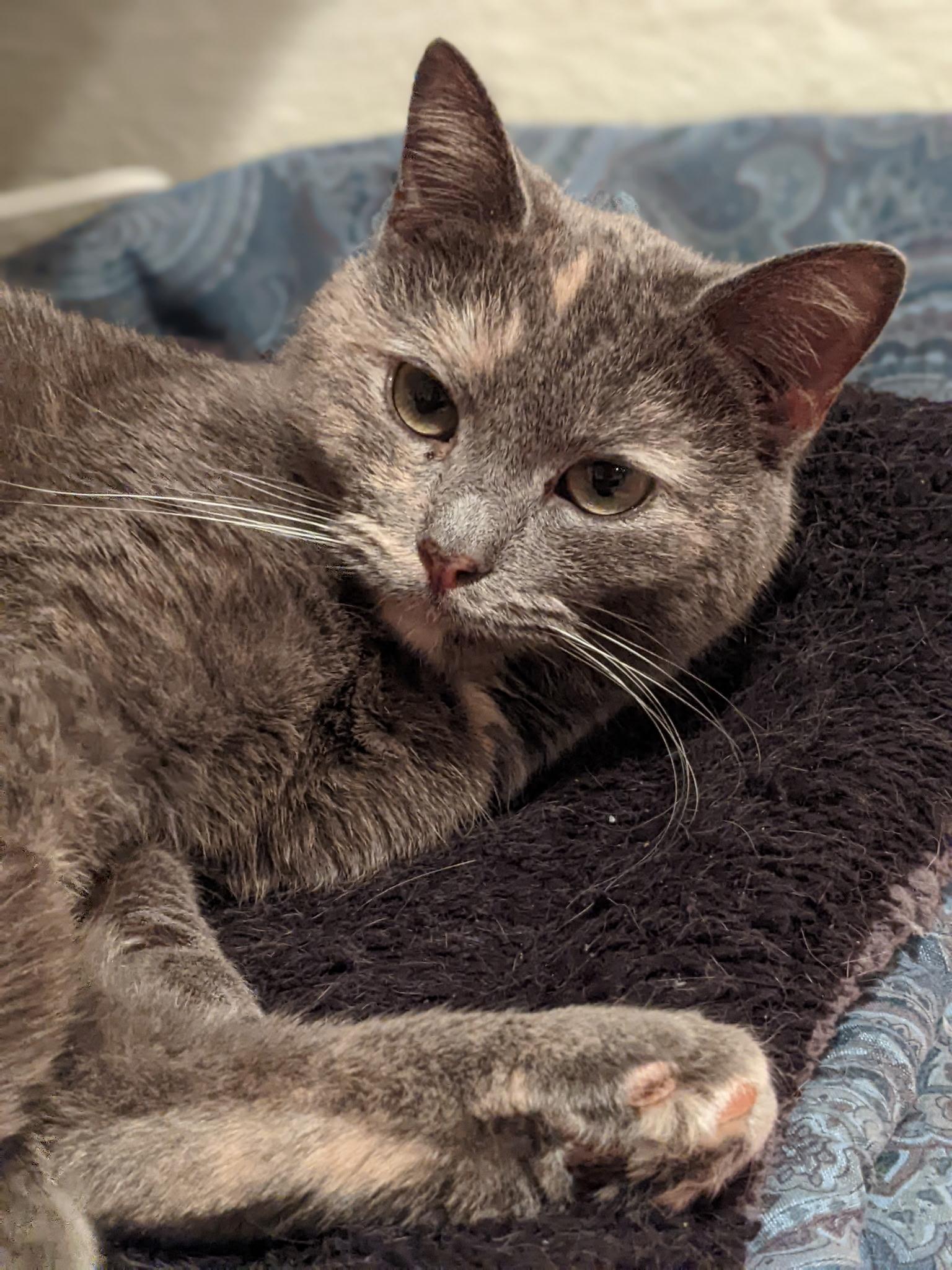 Enlarge Smokey, an adopted Domestic Short Hair in Greenwood, IN image 6/6