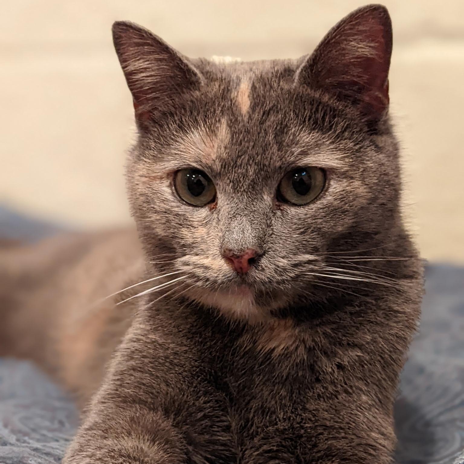 Smokey, adopted, Young Female Domestic Short Hair.