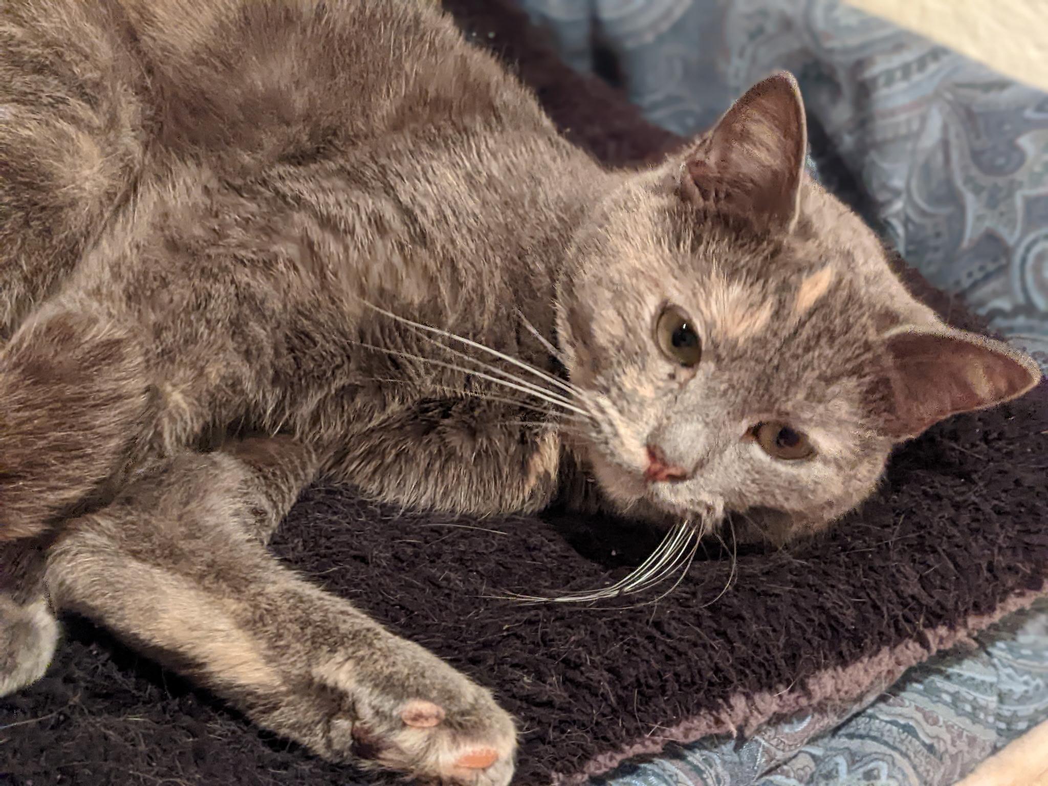 Enlarge Smokey, an adopted Domestic Short Hair in Greenwood, IN image 4/6
