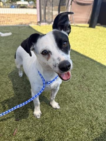 GORDO, Adoptable, Young Male Terrier.
