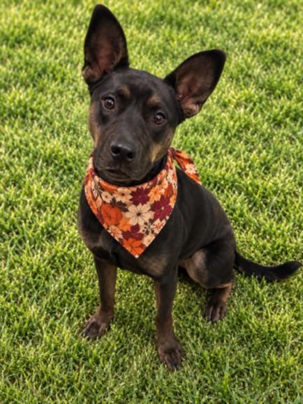 Enlarge SYDNEY, a Adoptable mixed breed in Clinton Township, MI image 1/1