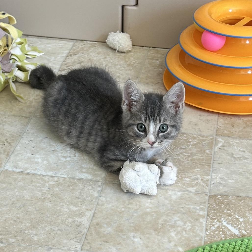 Enlarge Tom Sawyer, a Adoptable Domestic Short Hair in Bel Air, MD image 1/3