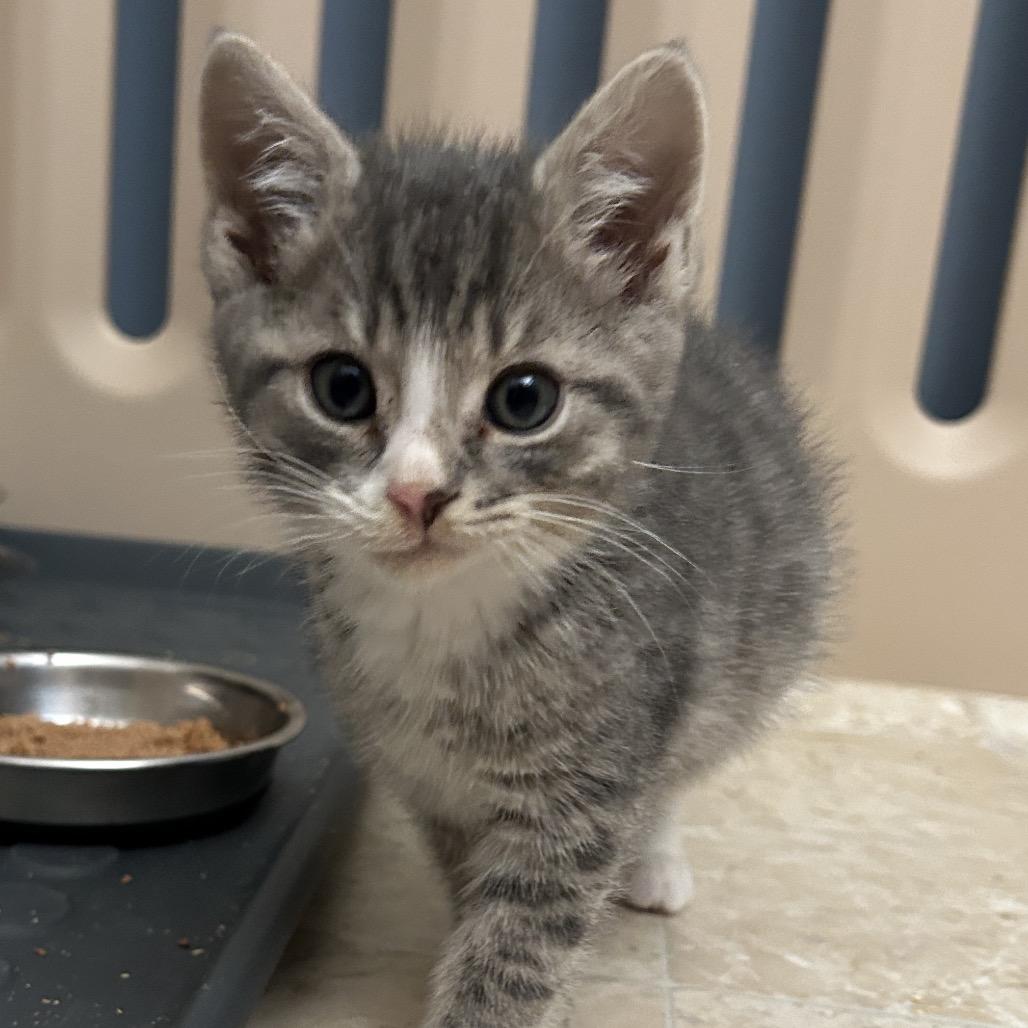 Enlarge Tom Sawyer, a Adoptable Domestic Short Hair in Bel Air, MD image 2/3