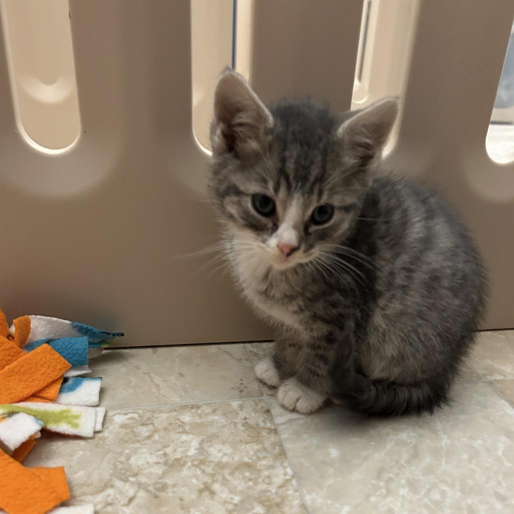 Enlarge Tom Sawyer, a Adoptable Domestic Short Hair in Bel Air, MD image 3/3