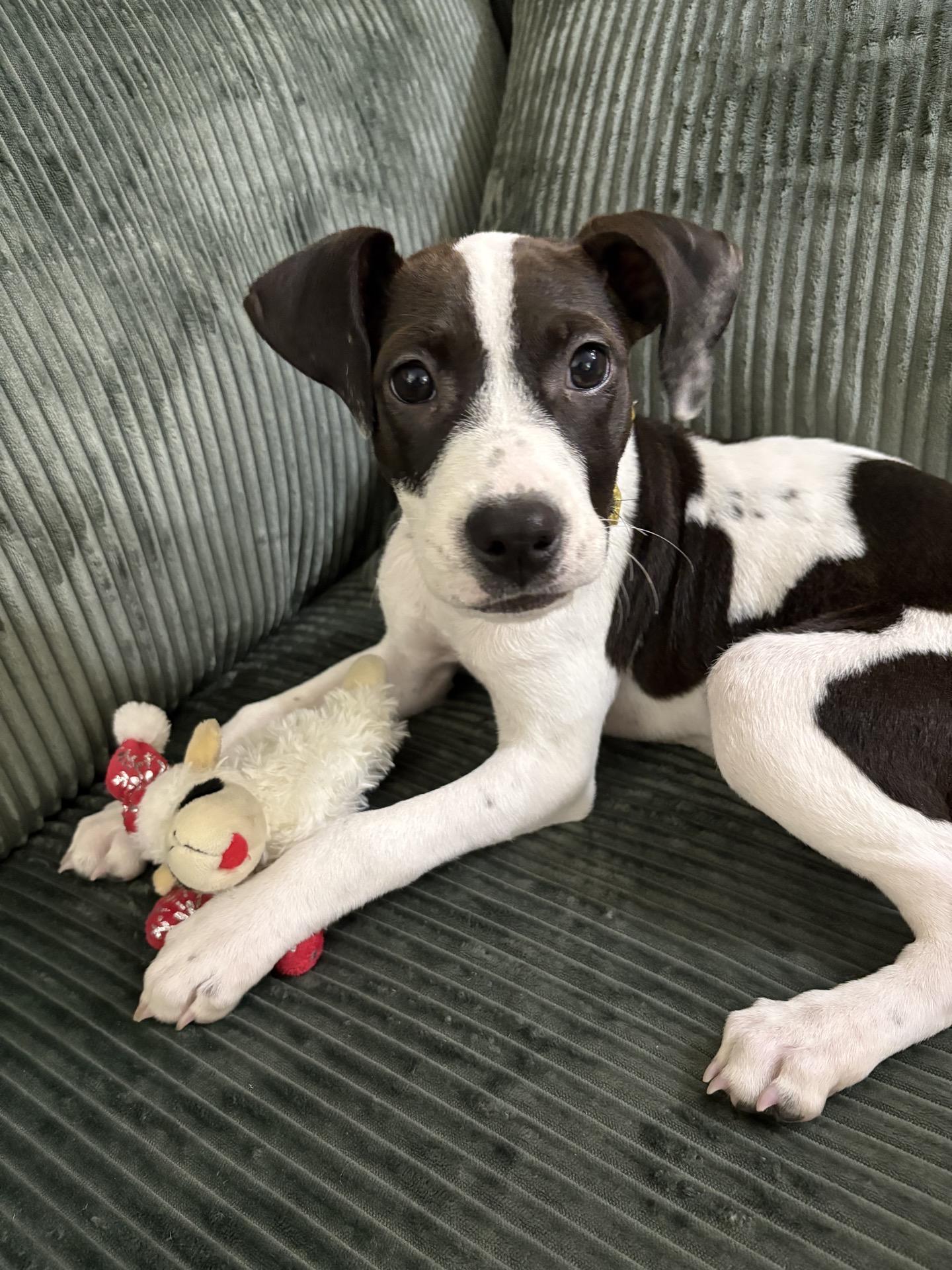 Quinn, an adopted mixed breed in charleston, SC image 1/4