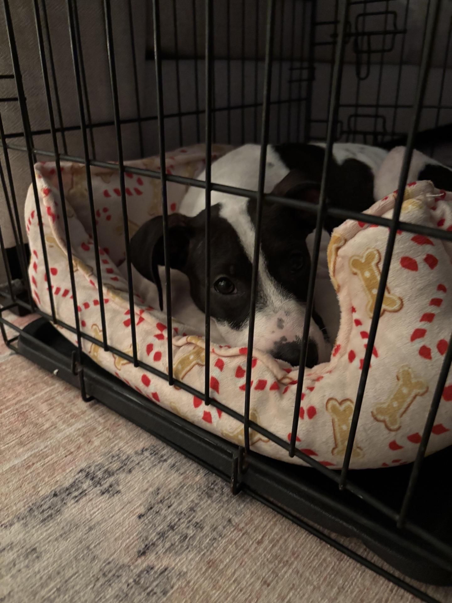 Quinn, an adopted mixed breed in charleston, SC image 3/4