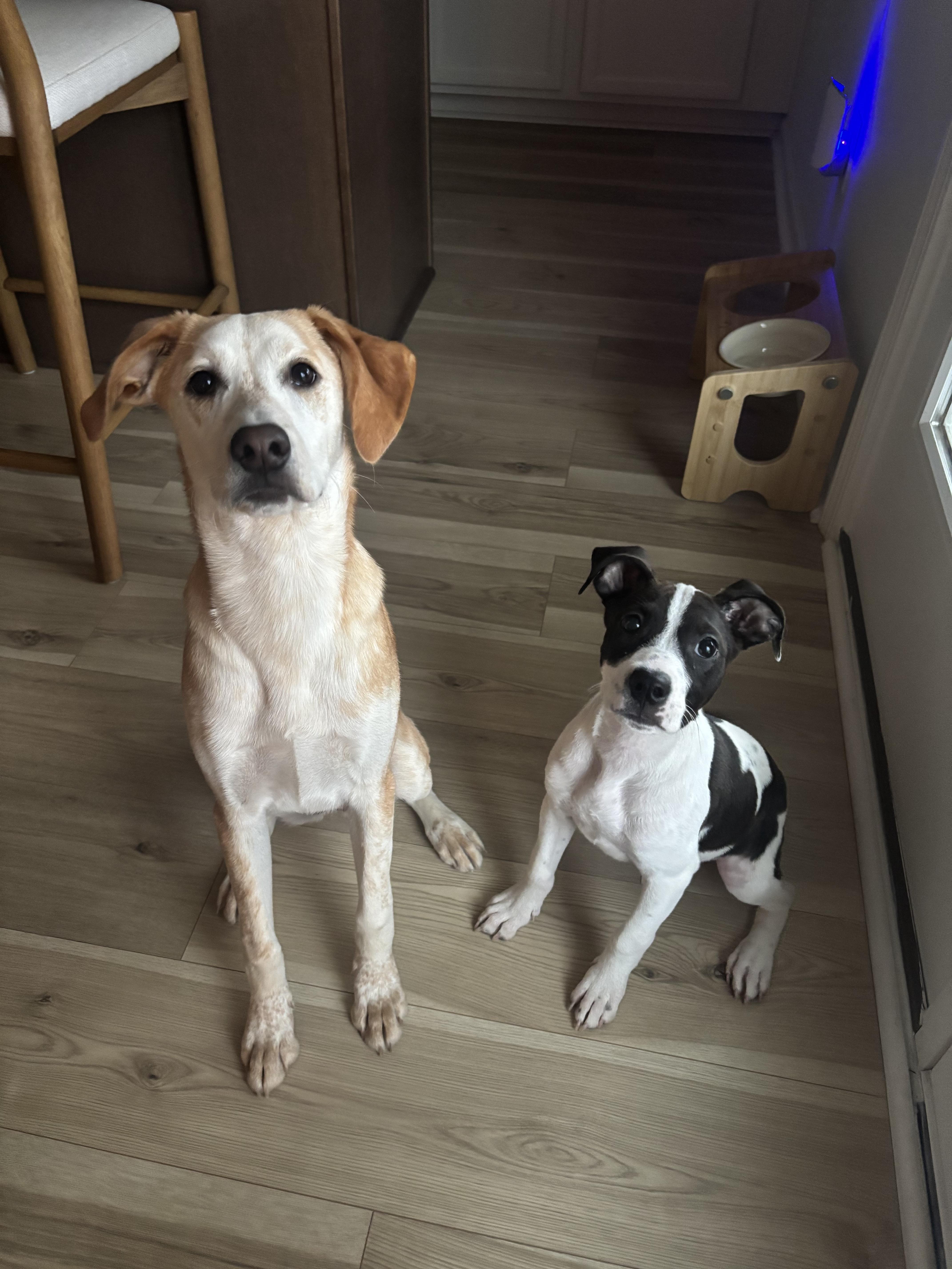 Quinn, an adopted mixed breed in charleston, SC image 4/4