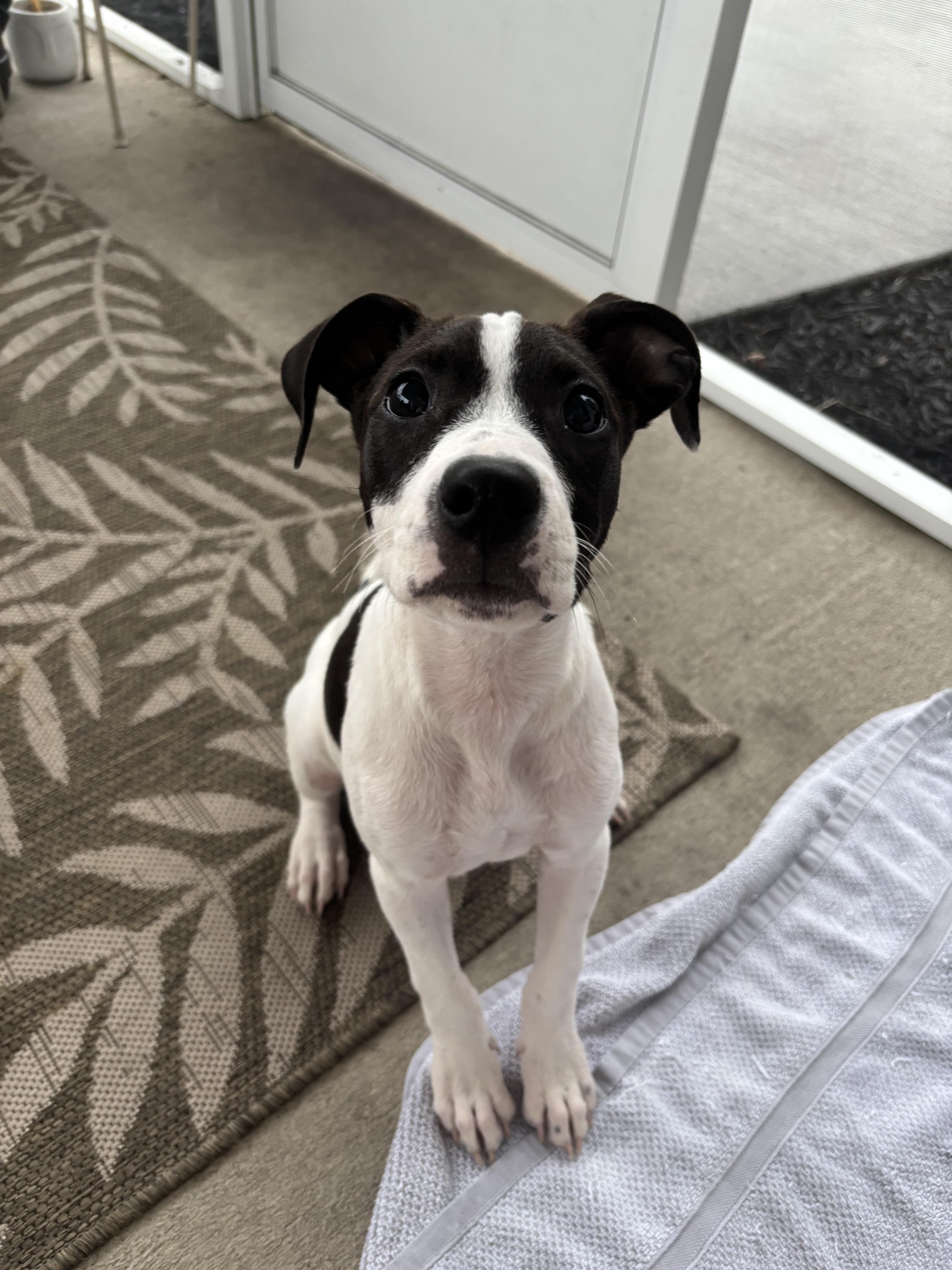 Quinn, an adopted mixed breed in charleston, SC image 2/4