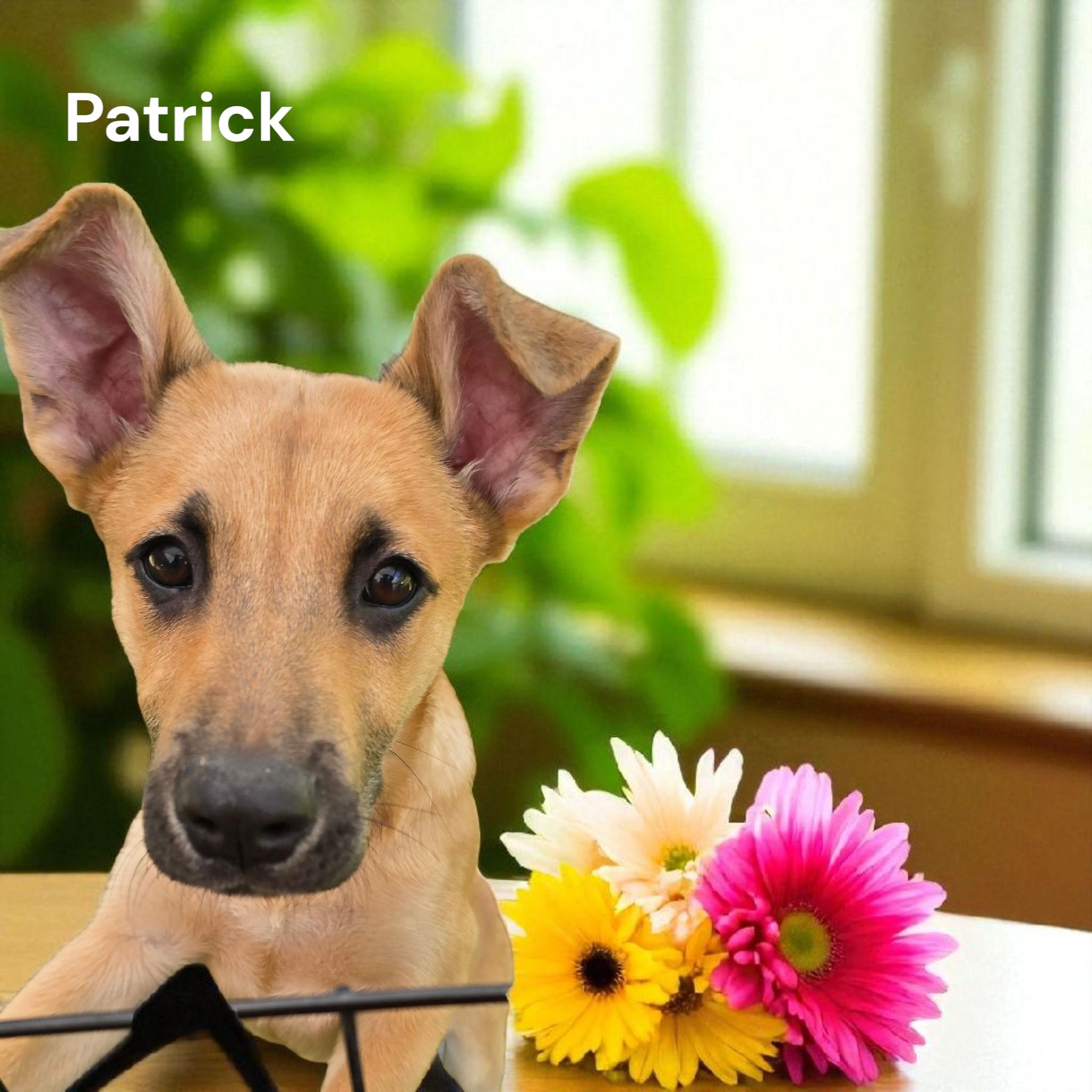 Patrick, Young Male German Shepherd Dog