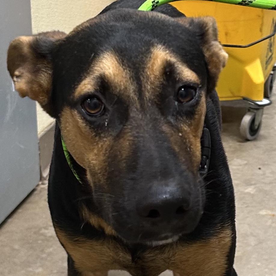 Roger, Adoptable, Adult Male Labrador Retriever.