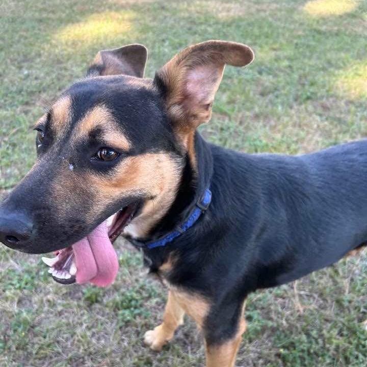 Enlarge Roger, a Adoptable mixed breed in Palestine, TX image 2/6