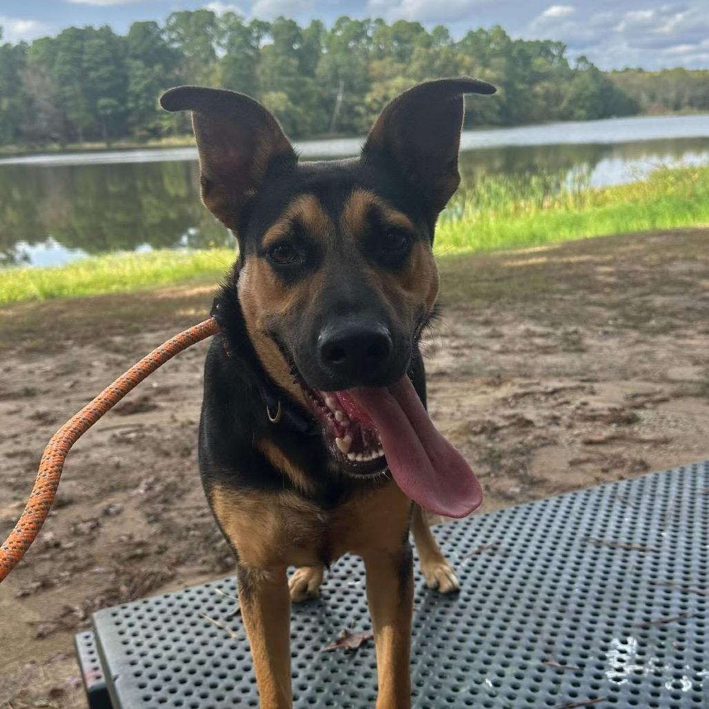 Enlarge Roger, a Adoptable mixed breed in Palestine, TX image 3/6