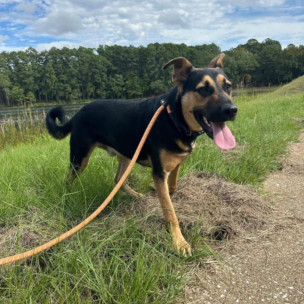 Enlarge Roger, a Adoptable mixed breed in Palestine, TX image 4/6