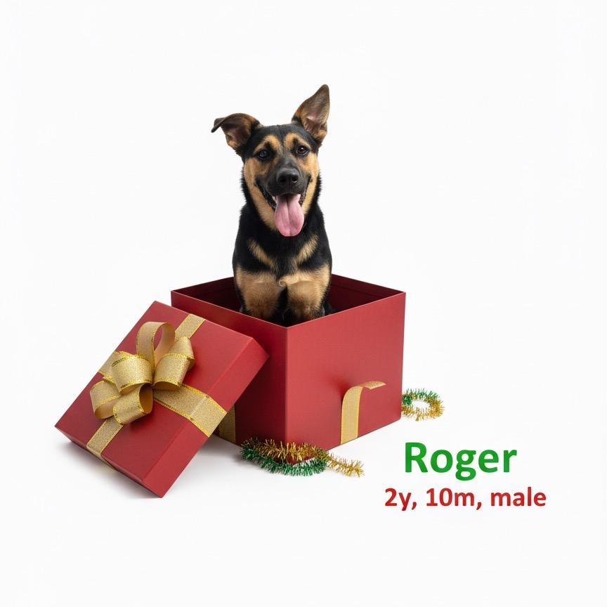 Enlarge Roger, a Adoptable mixed breed in Palestine, TX image 5/6