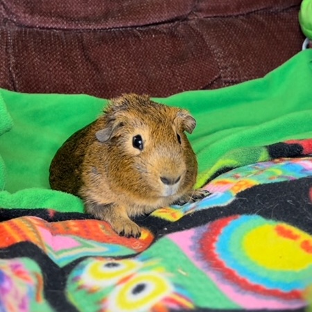 Enlarge Chesnut & Octavius, an adoption pending Guinea Pig in San Antonio, TX image 2/3