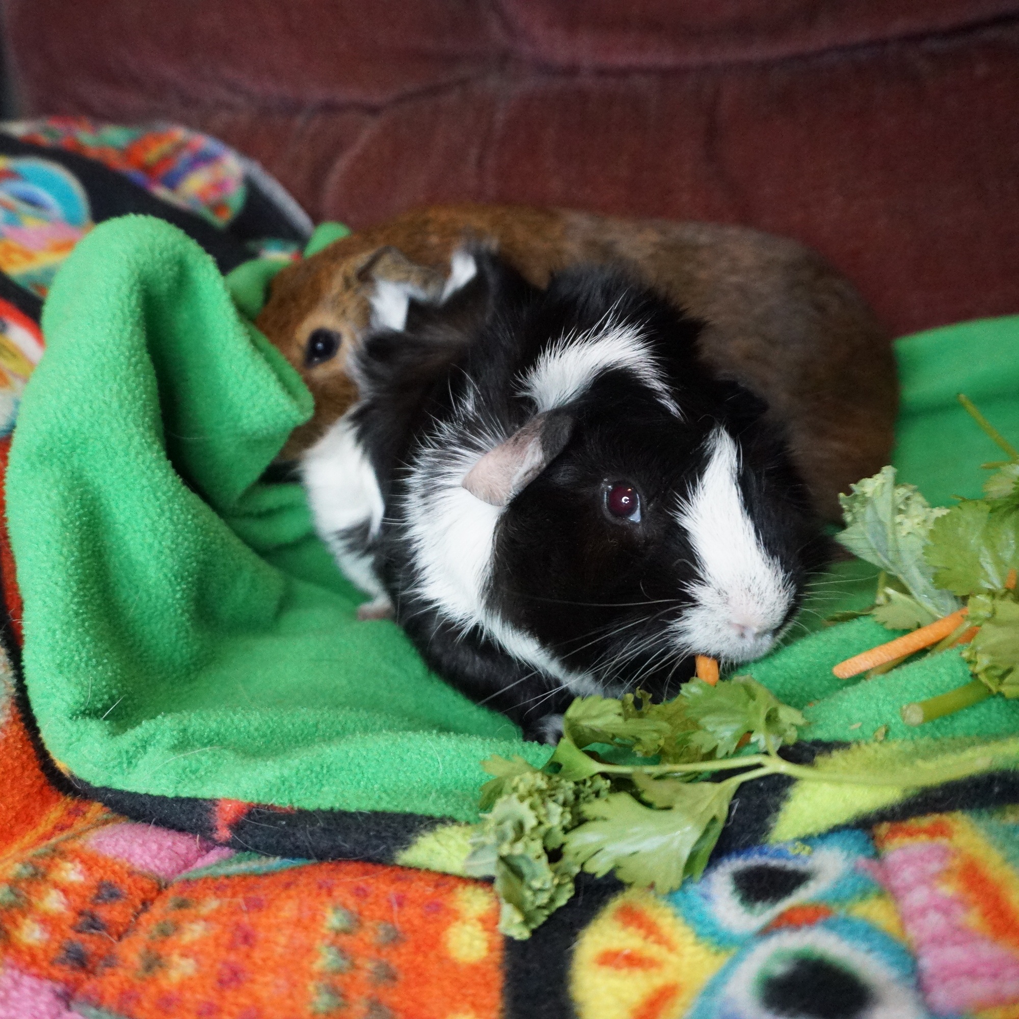 Enlarge Chesnut & Octavius, an adoption pending Guinea Pig in San Antonio, TX image 3/3