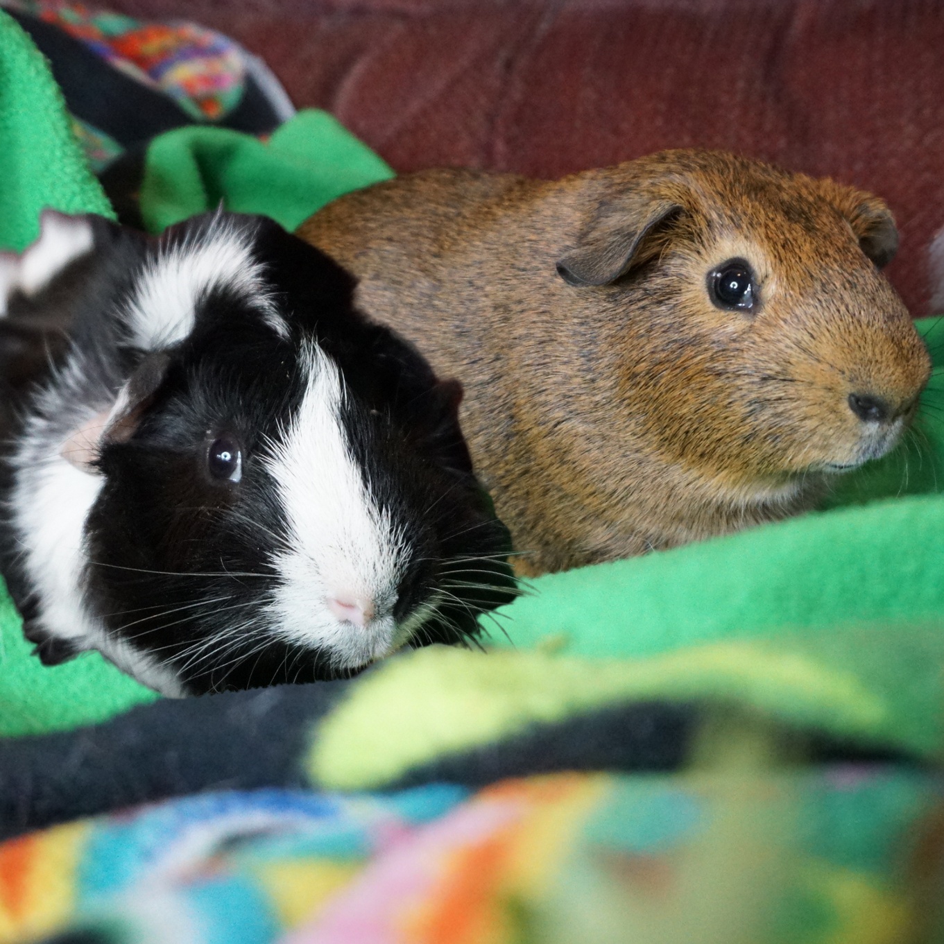 Enlarge Chesnut & Octavius, an adoption pending Guinea Pig in San Antonio, TX image 1/3