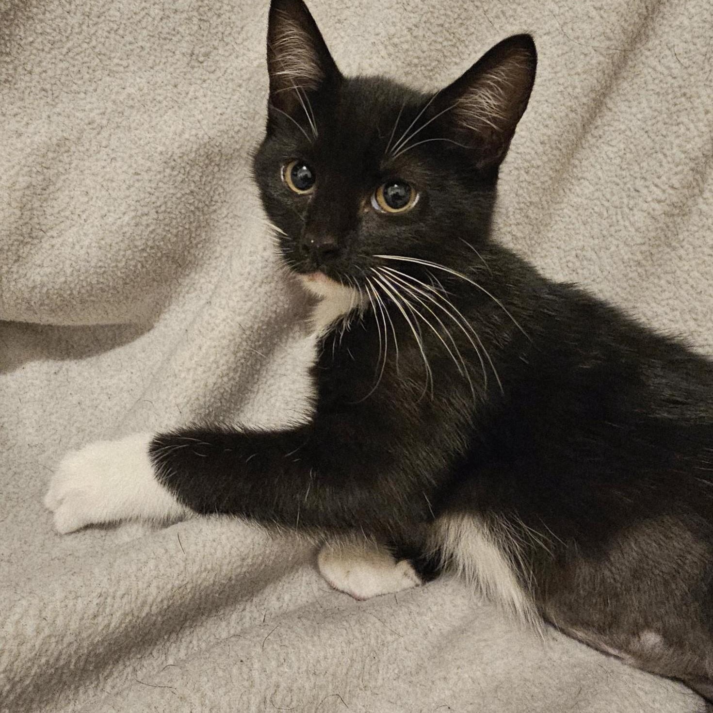 Enlarge Chrissy - Lots of Fun, a Adoptable mixed breed in Hoquiam, WA image 5/5