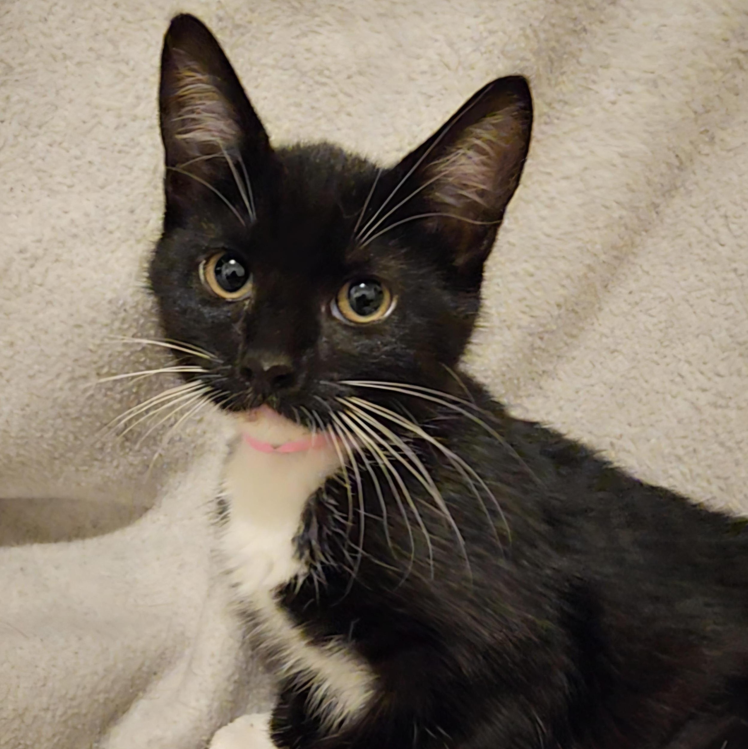 Enlarge Chrissy - Lots of Fun, a Adoptable mixed breed in Hoquiam, WA image 4/5