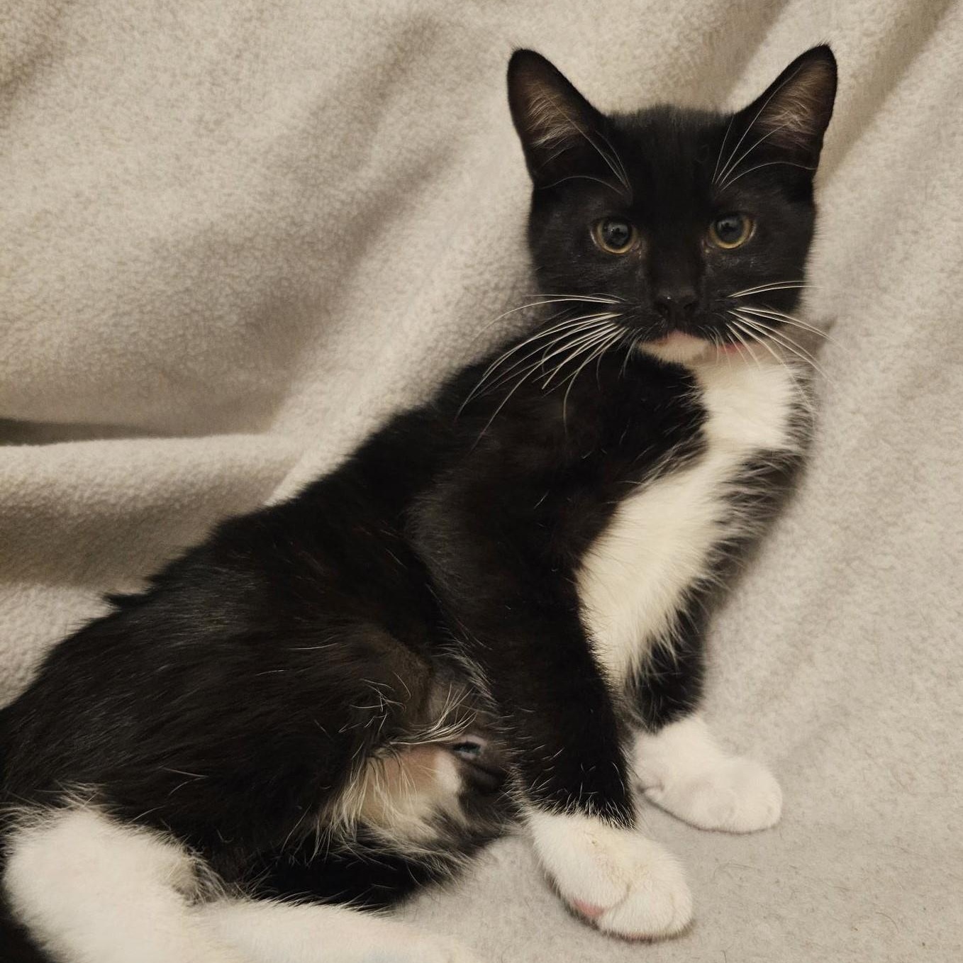 Enlarge Chrissy - Lots of Fun, a Adoptable mixed breed in Hoquiam, WA image 3/5