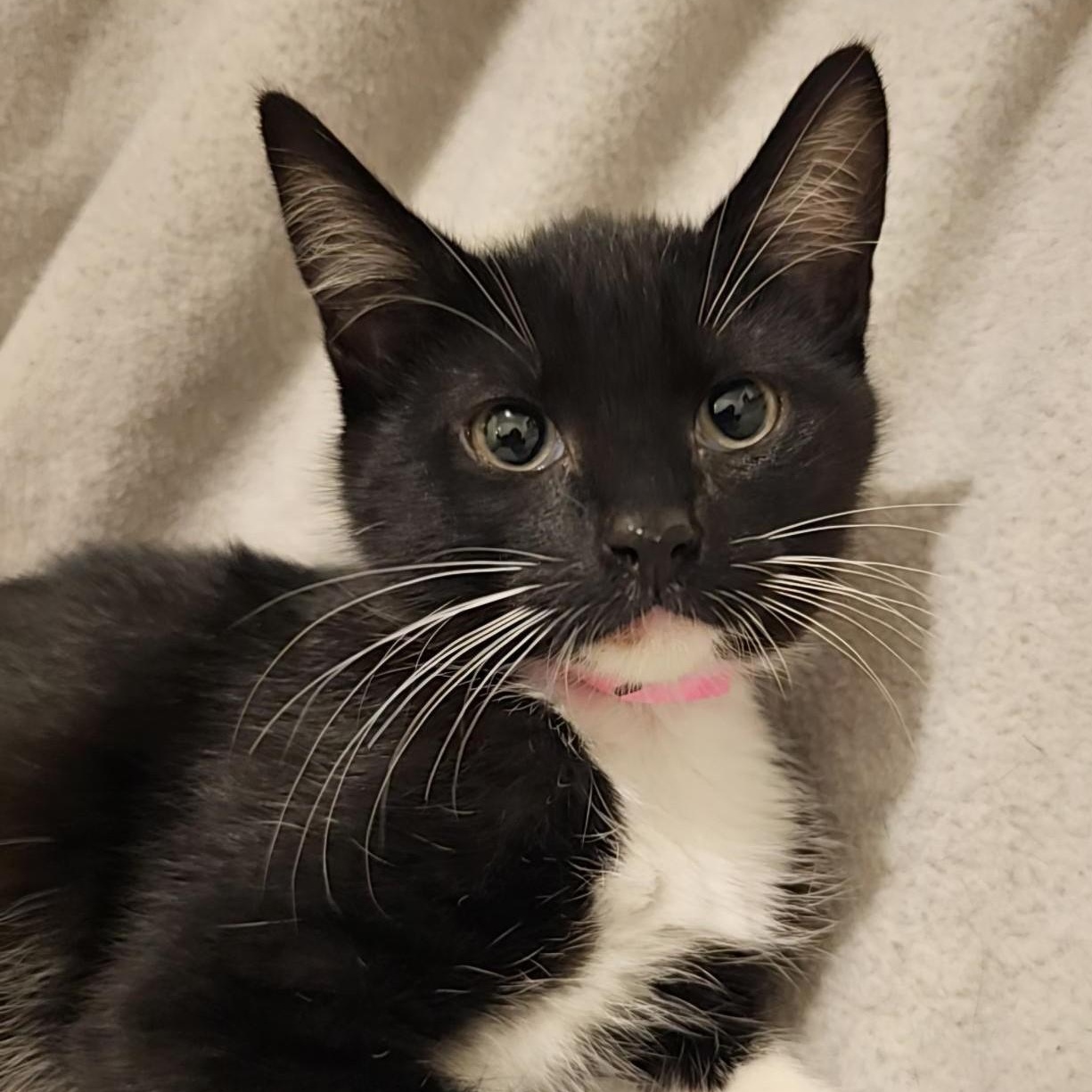 Enlarge Chrissy - Lots of Fun, a Adoptable mixed breed in Hoquiam, WA image 2/5