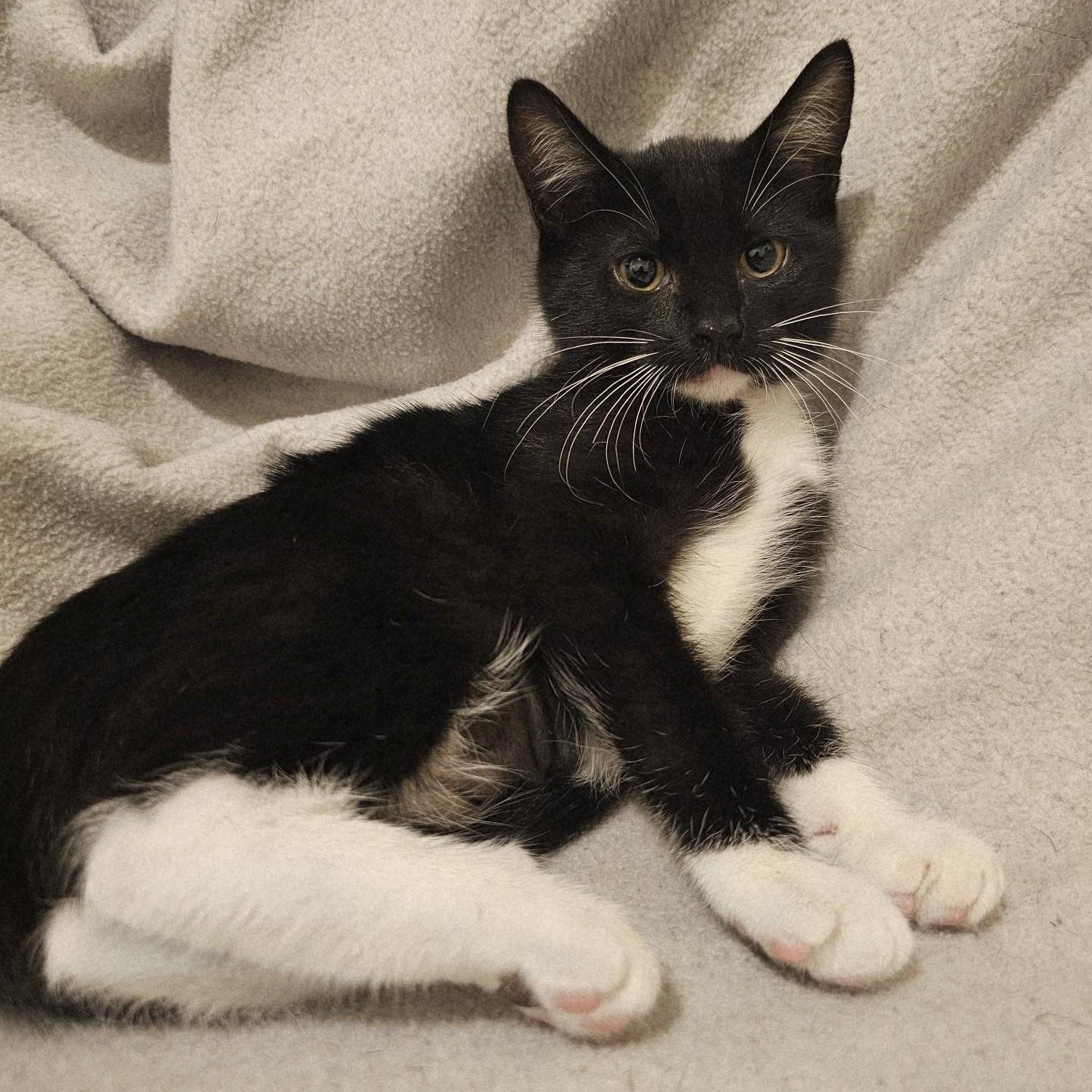 Chrissy - Lots of Fun, Adoptable, Kitten Female Tuxedo.