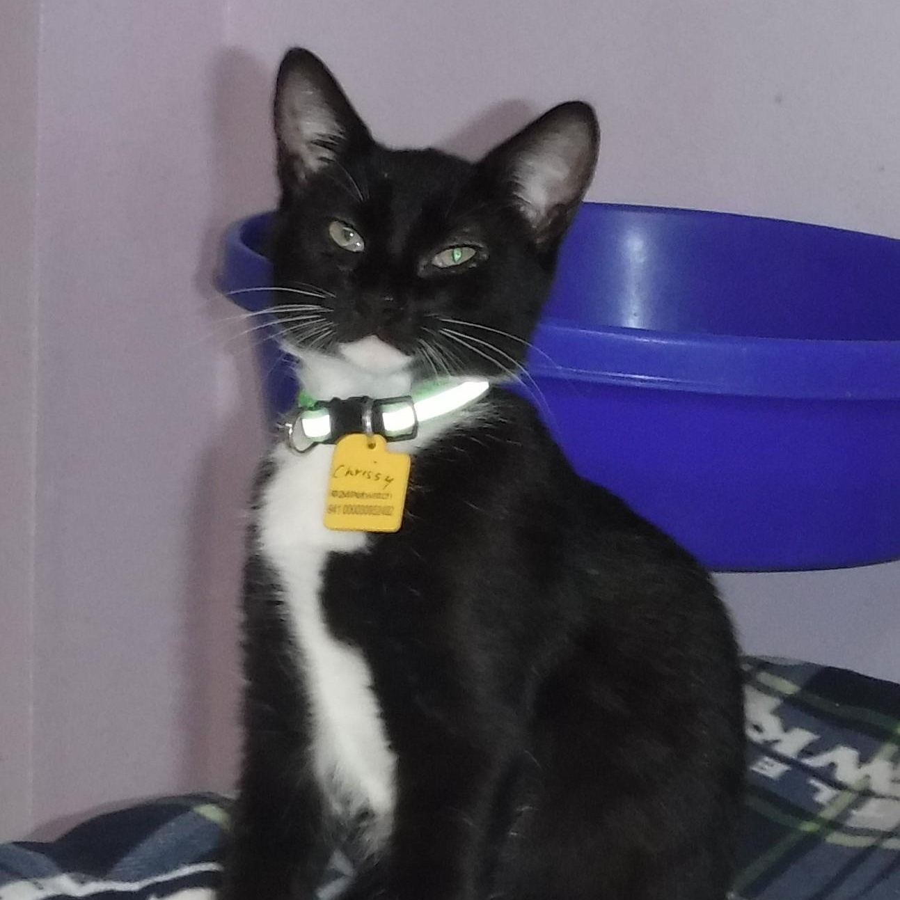 Enlarge Chrissy - Lots of Fun, a Adoptable mixed breed in Hoquiam, WA image 5/6