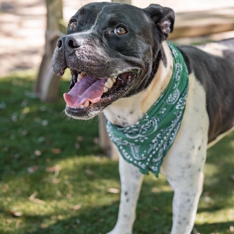 Mitchum, a Adoptable Mixed Breed in Milton, FL image 1/6