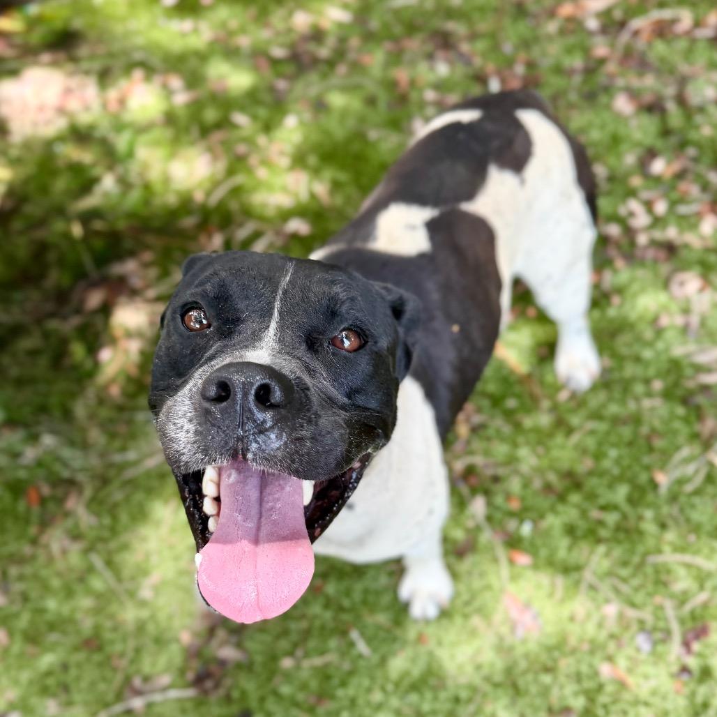 Mitchum, a Adoptable Mixed Breed in Milton, FL image 2/6