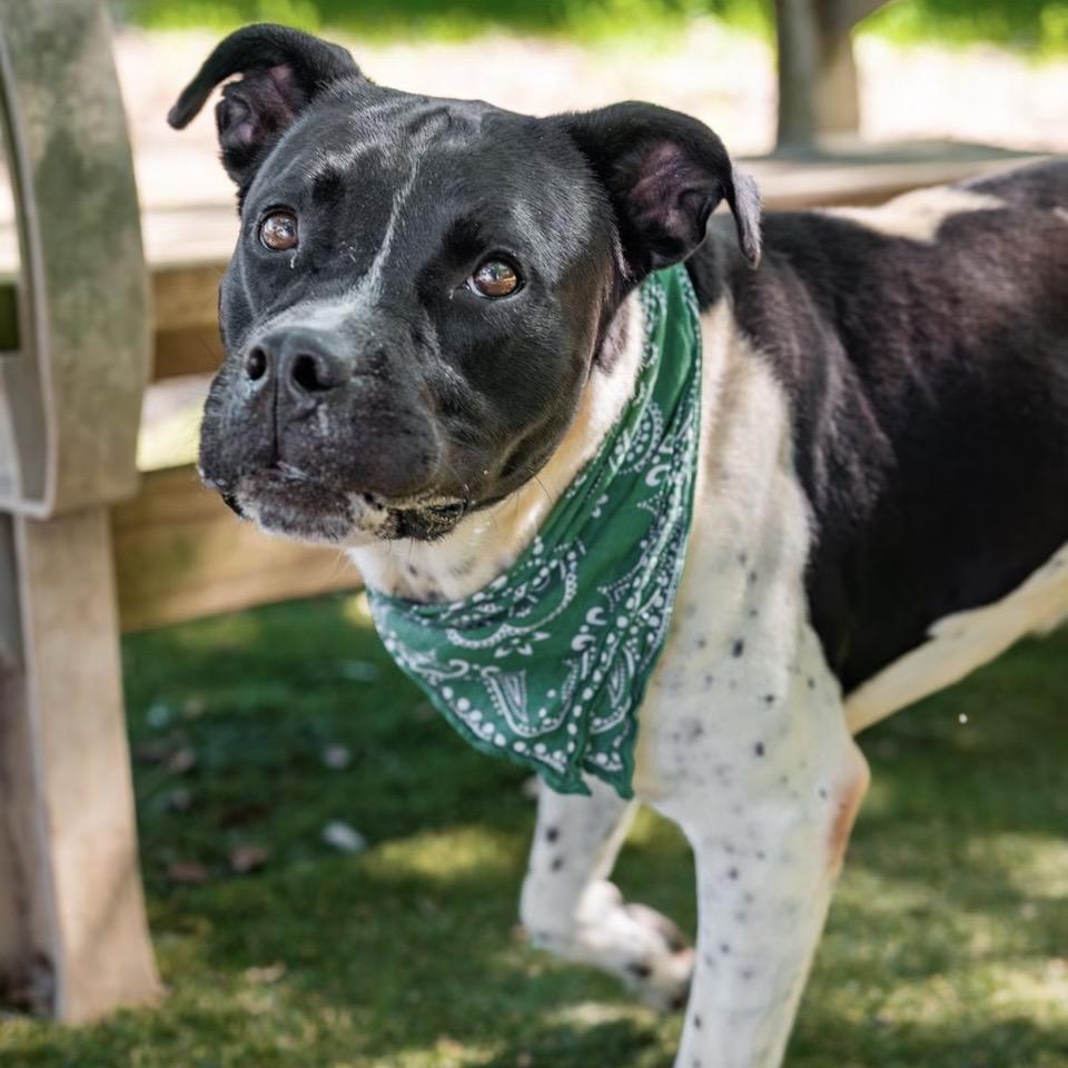 Mitchum, a Adoptable Mixed Breed in Milton, FL image 3/6