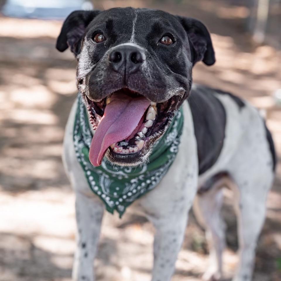 Mitchum, a Adoptable Mixed Breed in Milton, FL image 4/6