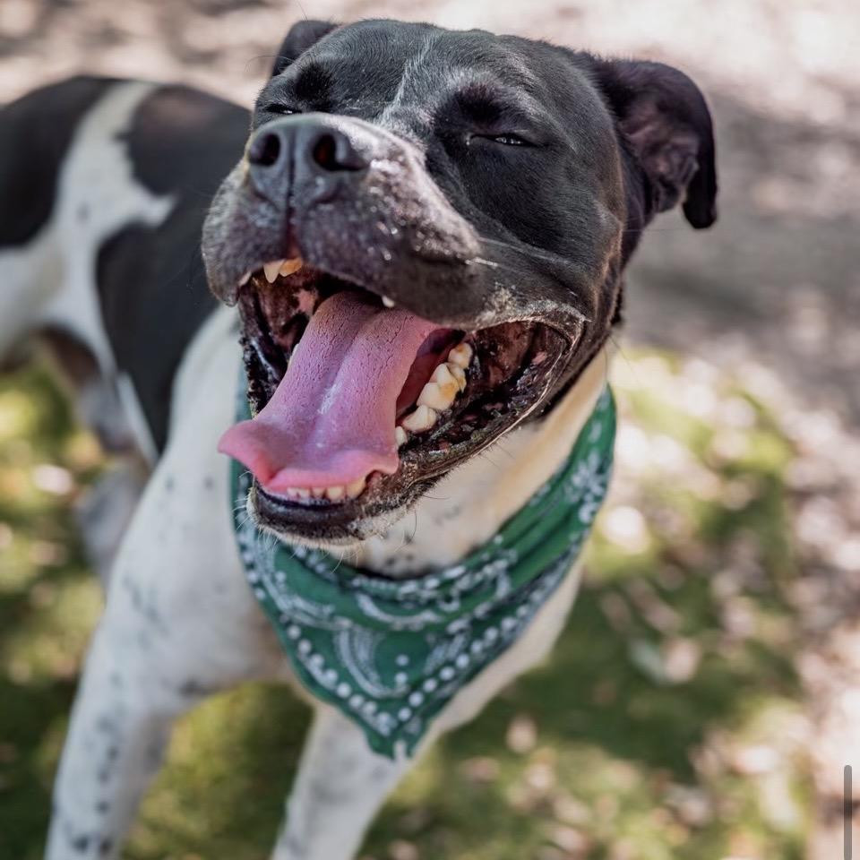 Mitchum, a Adoptable Mixed Breed in Milton, FL image 5/6