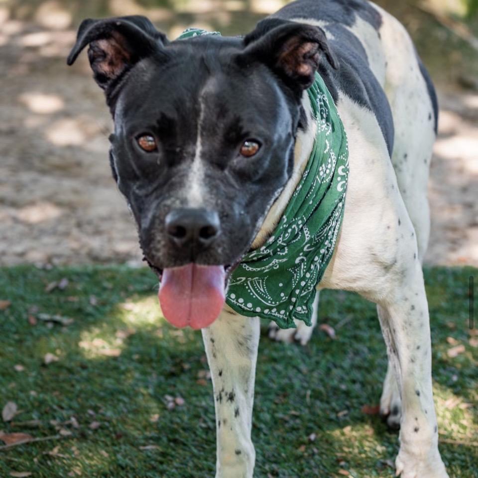 Mitchum, a Adoptable Mixed Breed in Milton, FL image 6/6