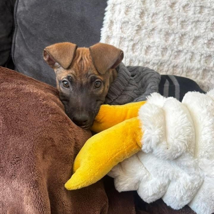 Enlarge Dutch, a ADOPTABLE Mixed Breed in Yaphank, NY image 5/6