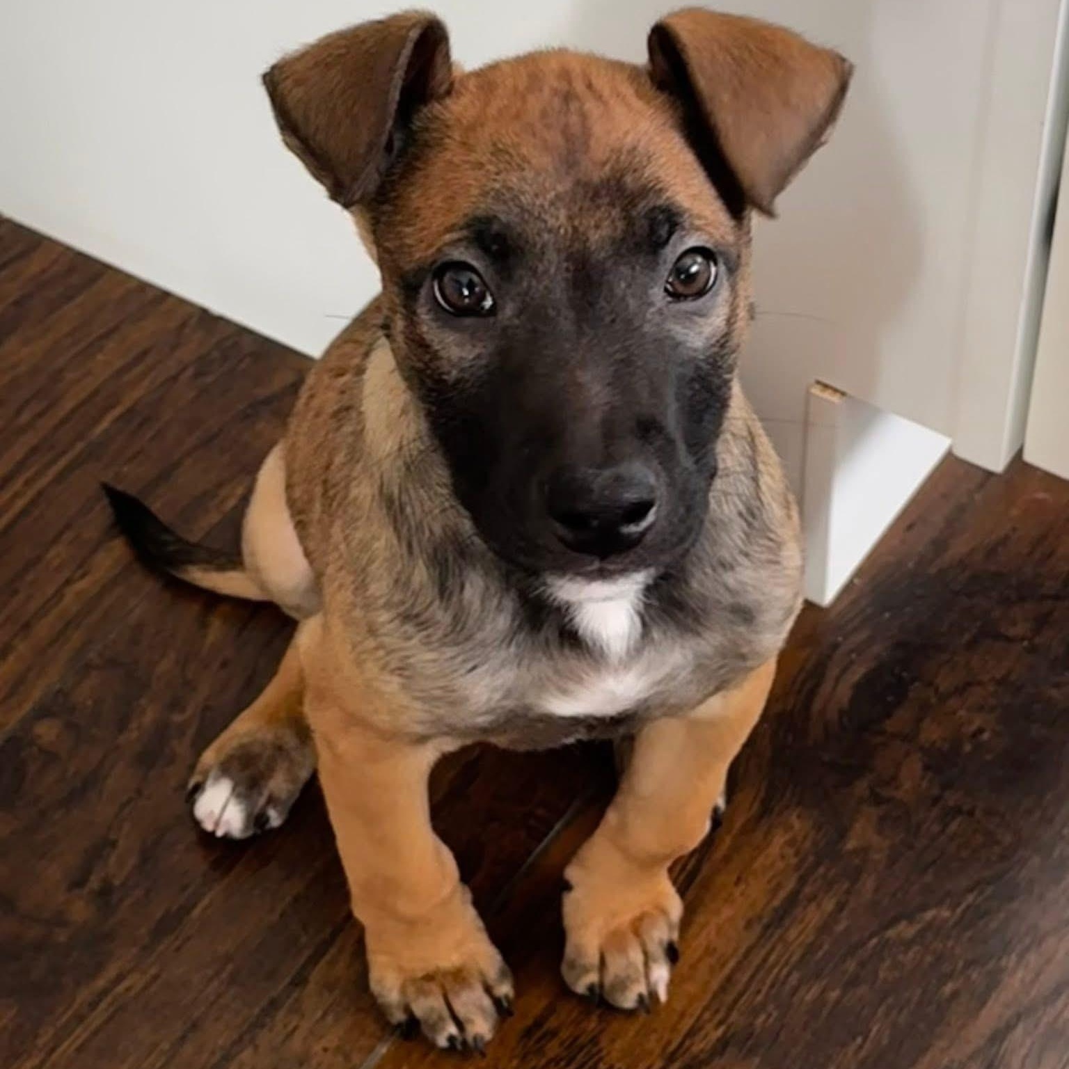 Enlarge Dutch, a ADOPTABLE Mixed Breed in Yaphank, NY image 2/6