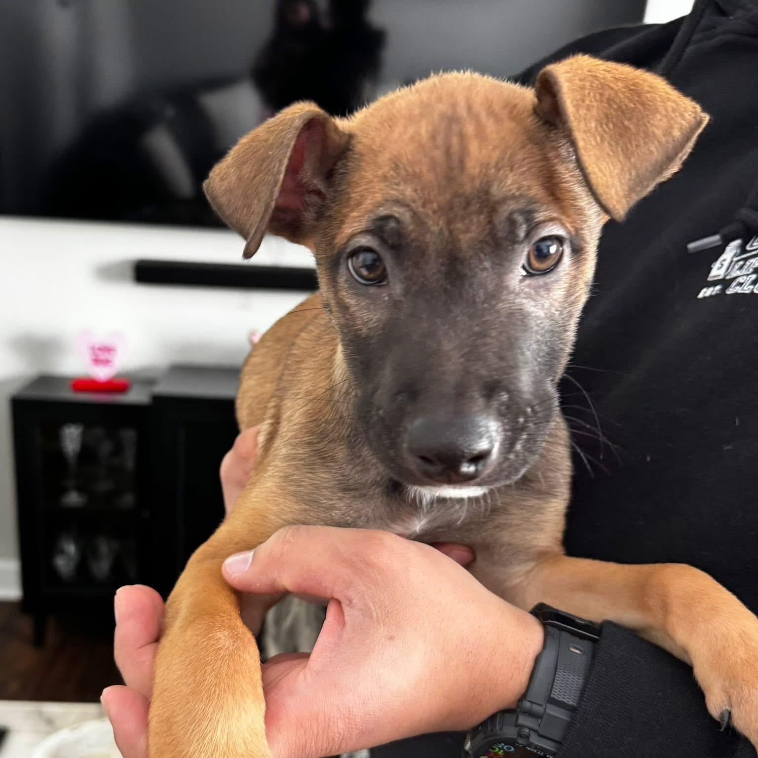 Enlarge Dutch, a ADOPTABLE Mixed Breed in Yaphank, NY image 4/6