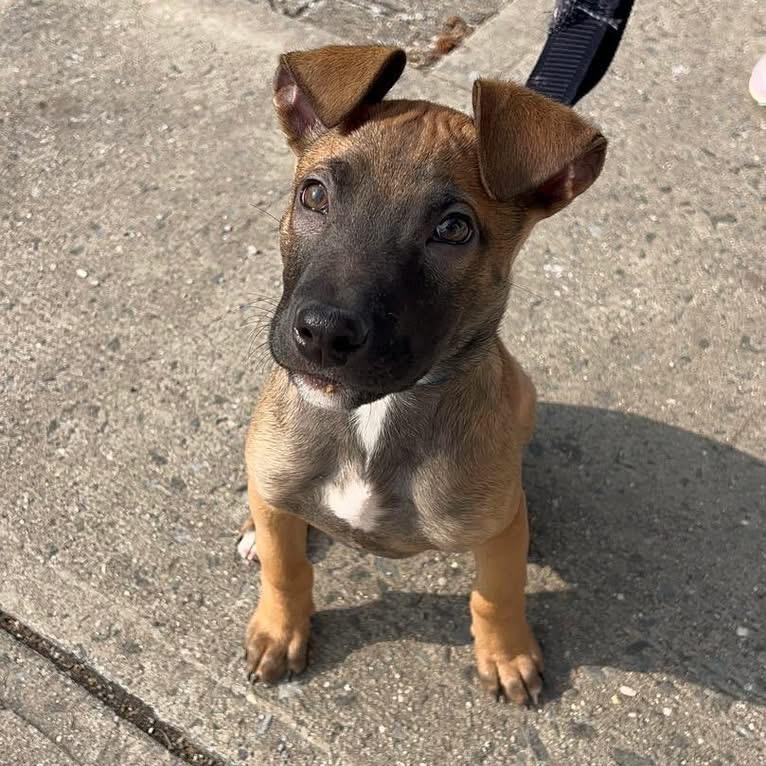 Enlarge Dutch, a ADOPTABLE Mixed Breed in Yaphank, NY image 6/6