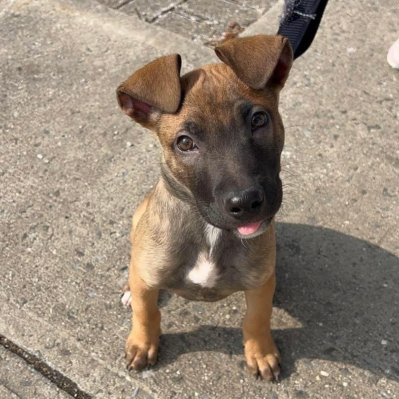 Dutch, ADOPTABLE, Puppy Male Mixed Breed.
