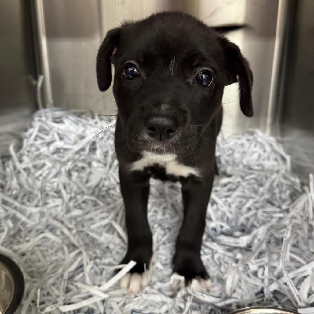 Enlarge Penelope, a Adoptable Terrier in Montgomery, AL image 1/5