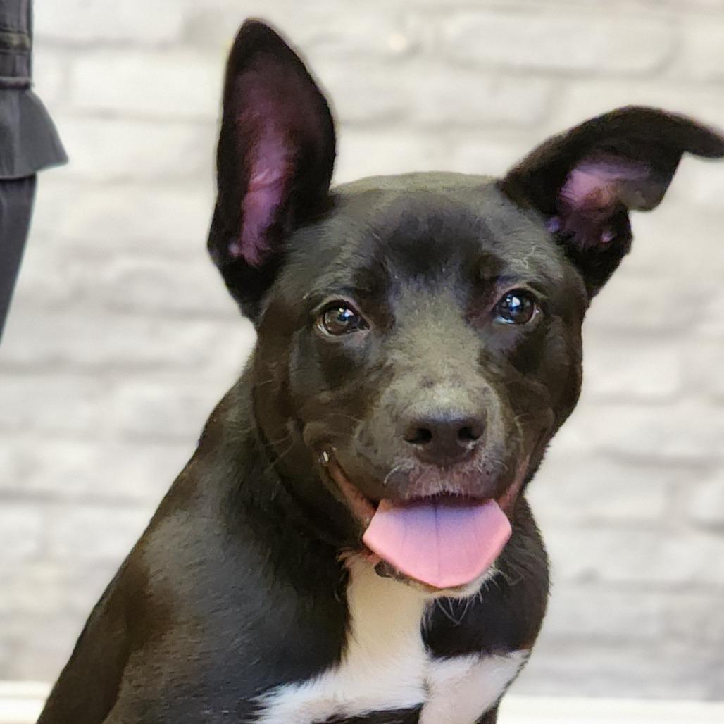 Enlarge Penelope, a Adoptable Terrier in Montgomery, AL image 2/5