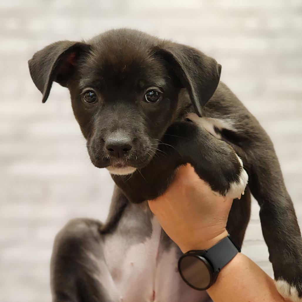 Enlarge Penelope, a Adoptable Terrier in Montgomery, AL image 4/5