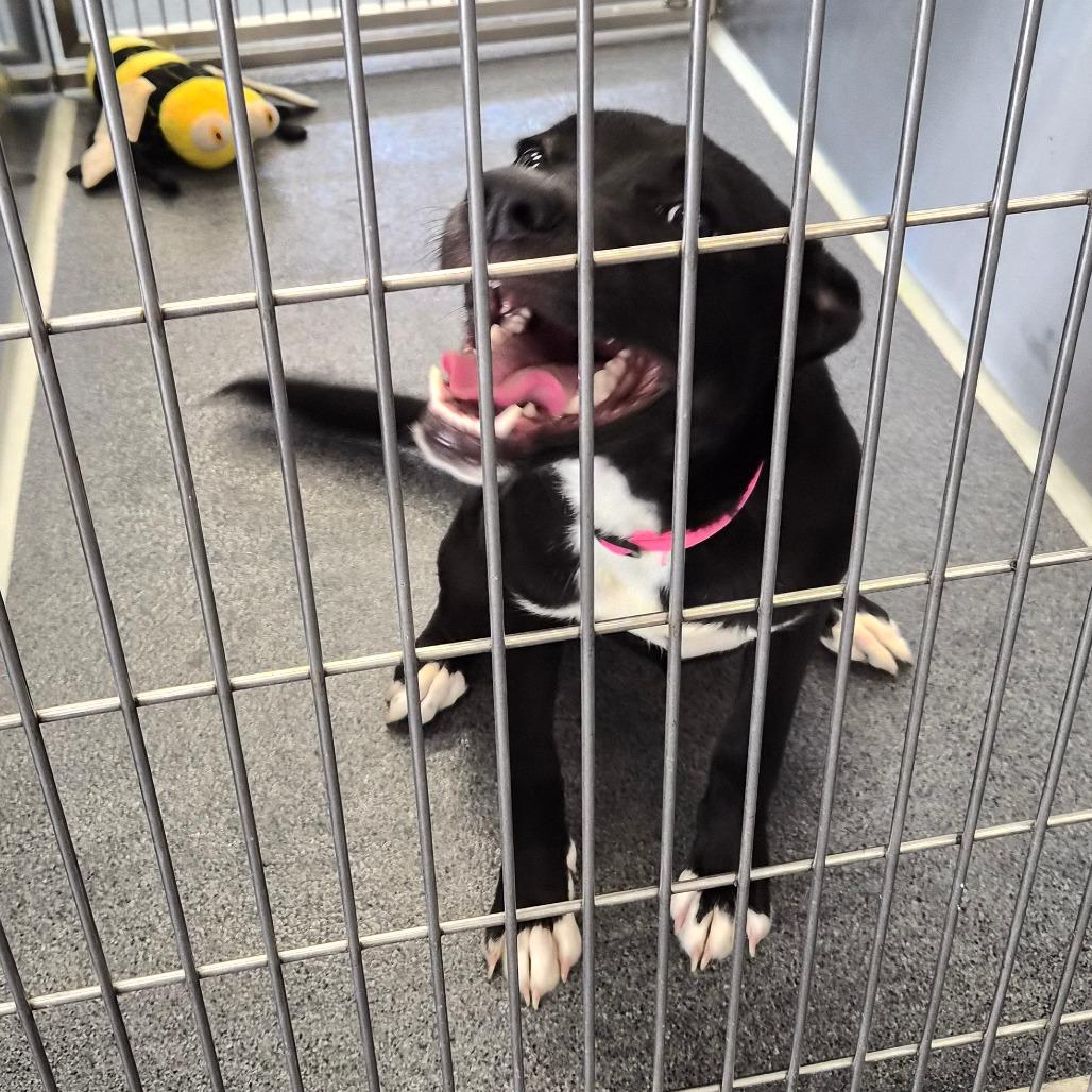 Enlarge Penelope, a Adoptable Terrier in Montgomery, AL image 5/5