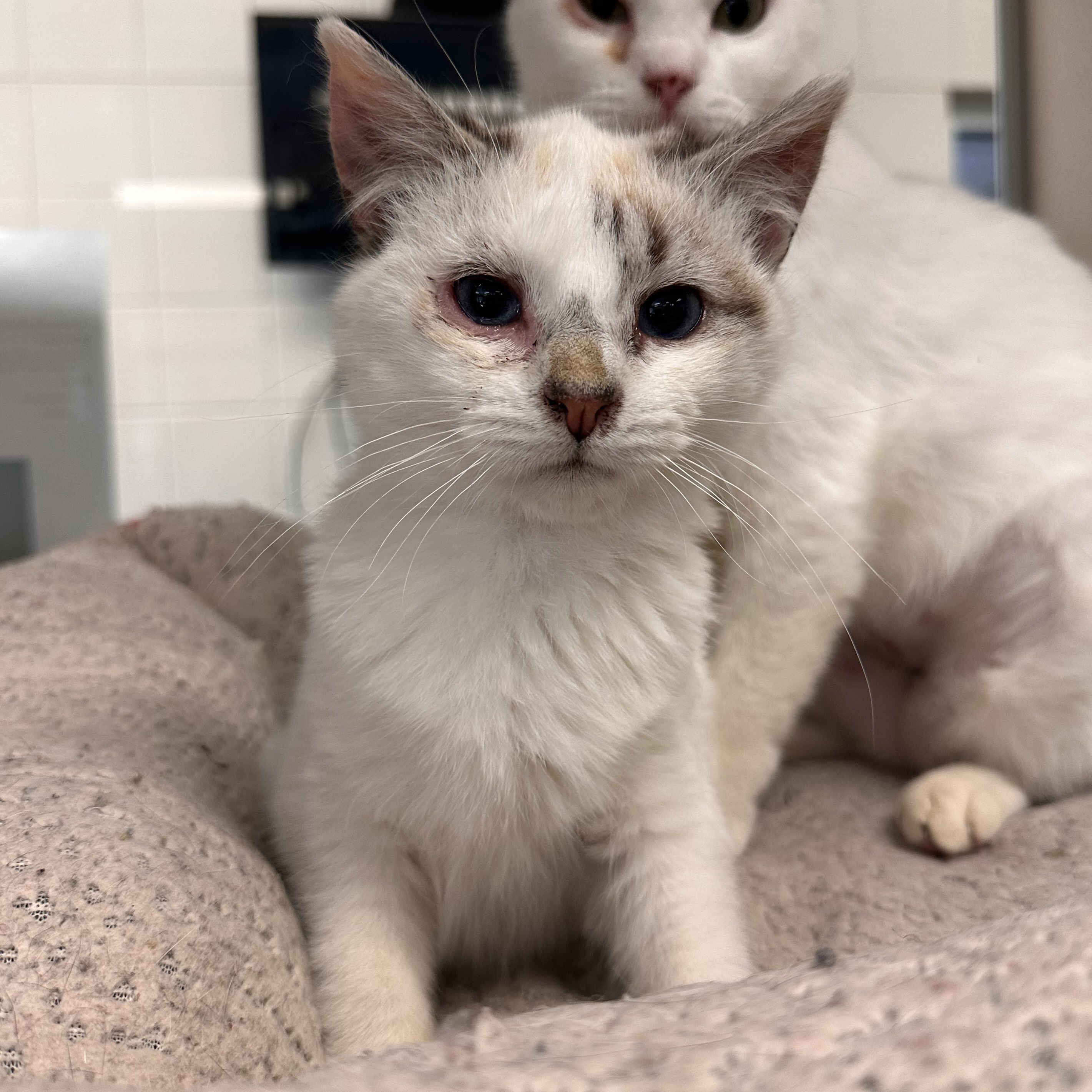 Enlarge Gnocchi, an adoptable Domestic Short Hair in Kearney, NE image 1/1