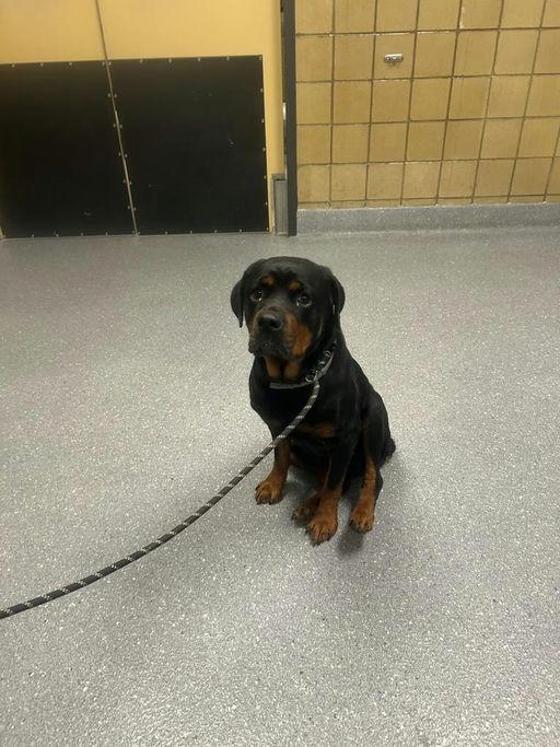 Eloise, Adoptable, Adult Female Rottweiler.
