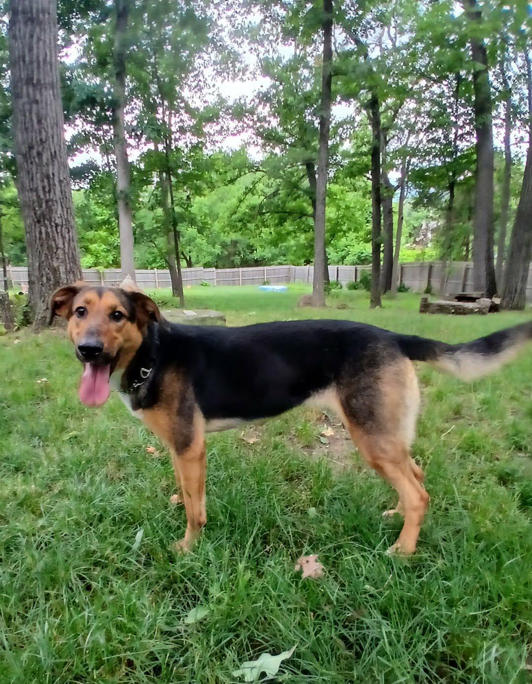 Enlarge Rhea, a ADOPTABLE mixed breed in Saugerties, NY image 2/6