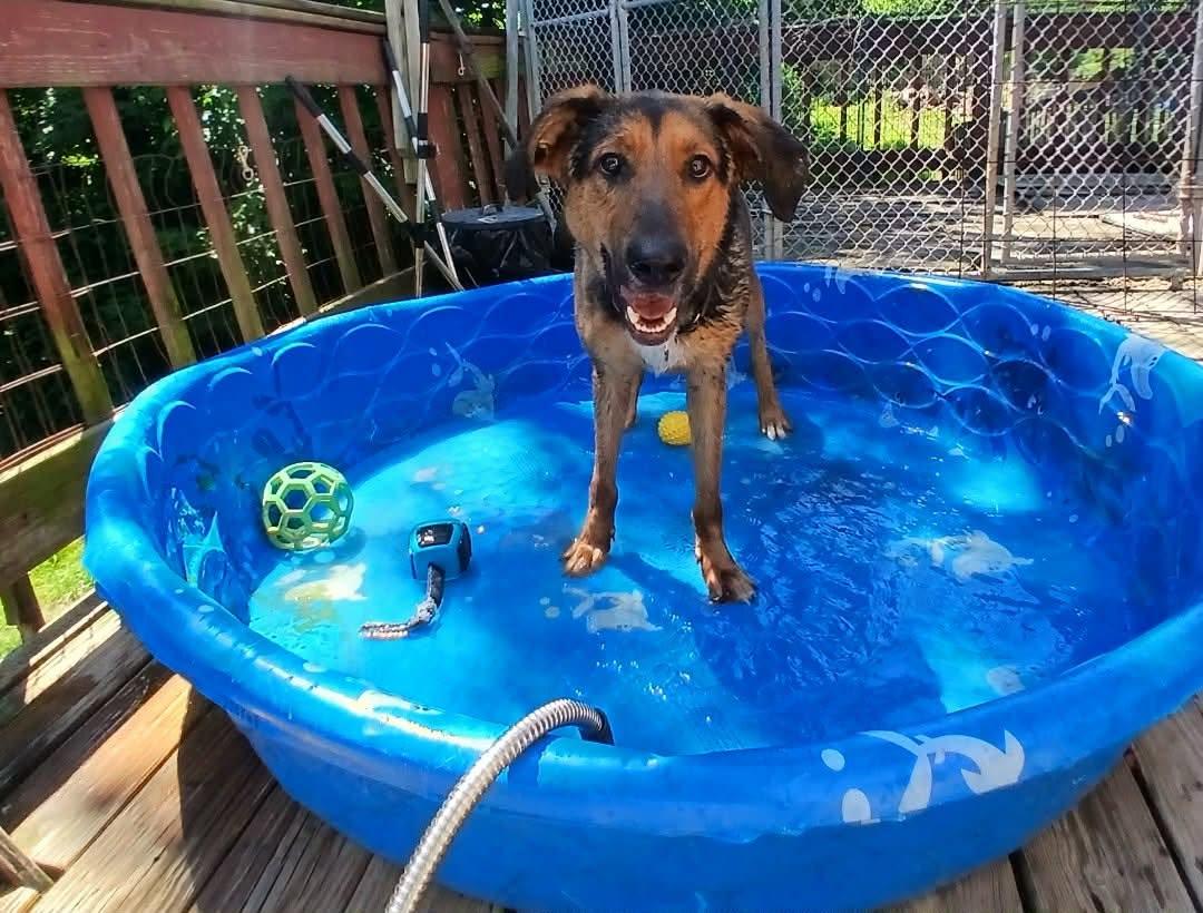 Enlarge Rhea, a ADOPTABLE mixed breed in Saugerties, NY image 3/6