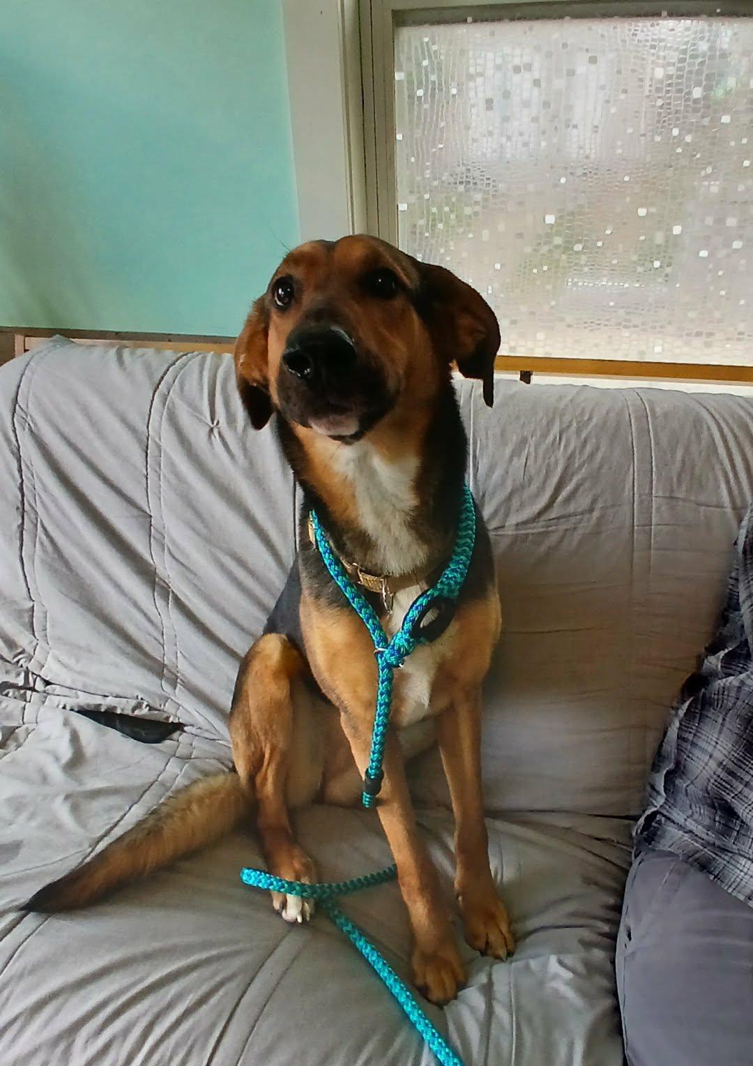 Enlarge Rhea, a ADOPTABLE mixed breed in Saugerties, NY image 5/6