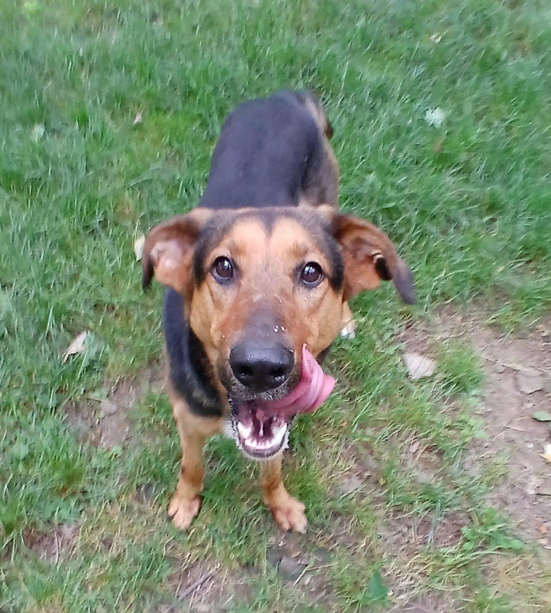 Rhea, ADOPTABLE, Young Female German Shepherd Dog.