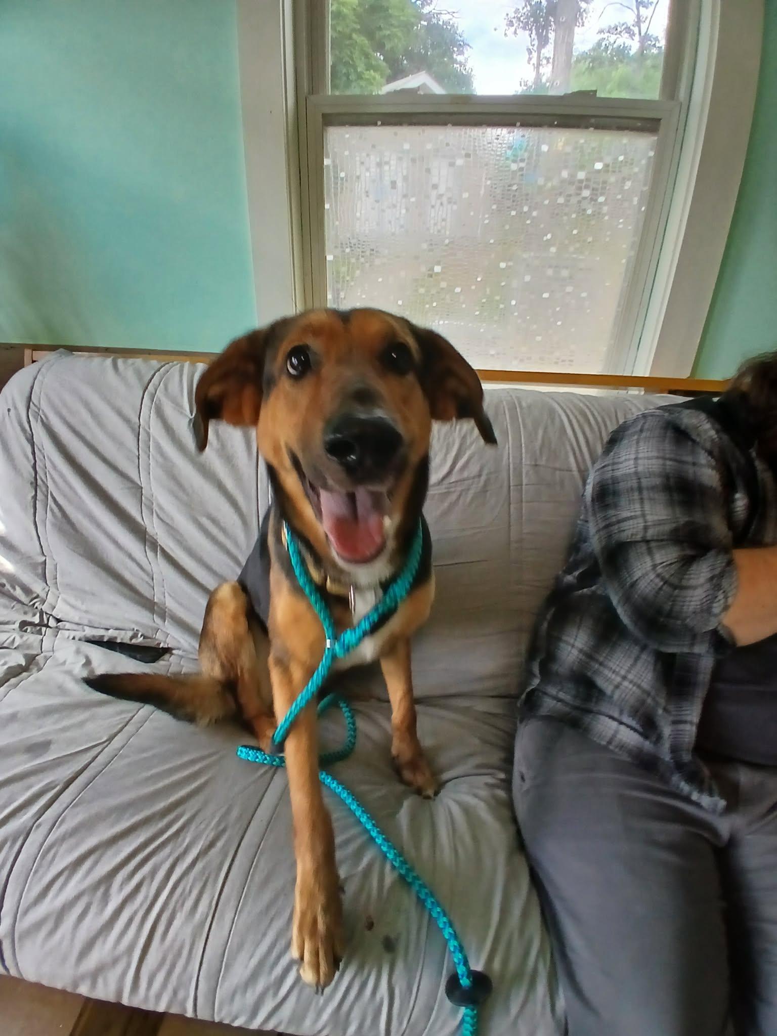 Enlarge Rhea, a ADOPTABLE mixed breed in Saugerties, NY image 4/6